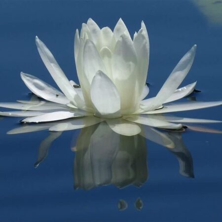 Online: MAY 8, 2025 Gentle Yoga, 9:30-11am