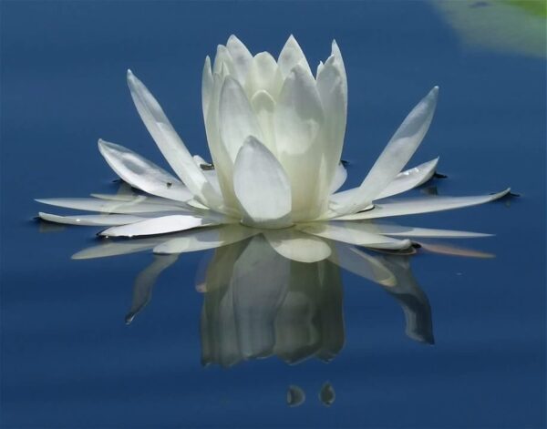 Online: OCT 3, 2024 Gentle Yoga, 9:30-11am