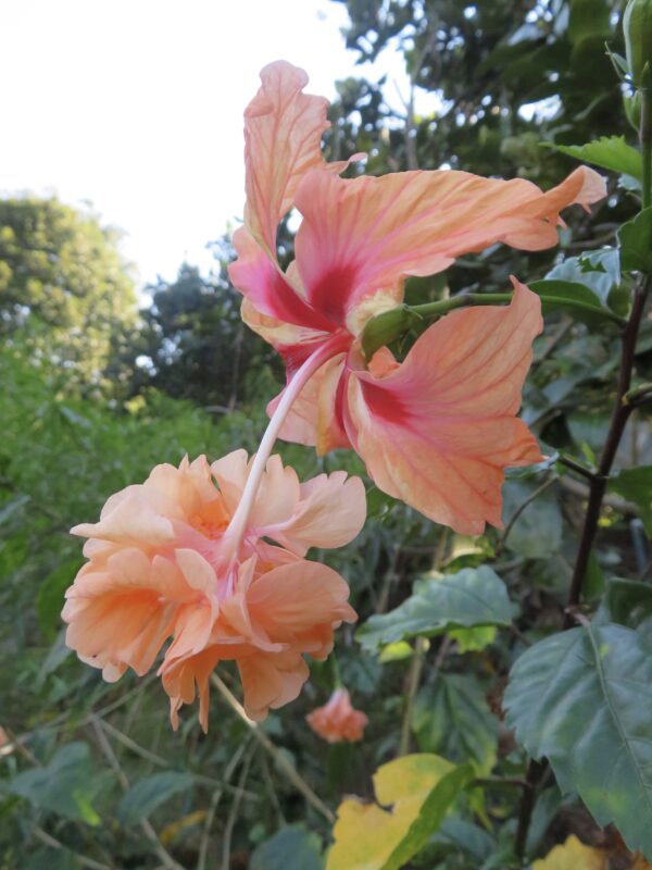 In-Person Series: JAN 7-FEB 18, 2025 Gentle Yoga for Vitality