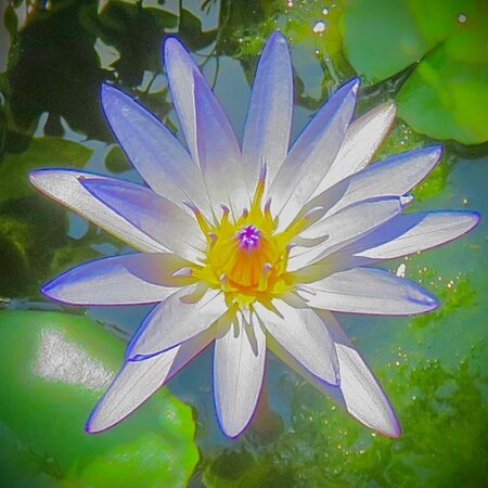 In-Person: MAY 6, 2025 Gentle Yoga for Vitality, 9:30-11am